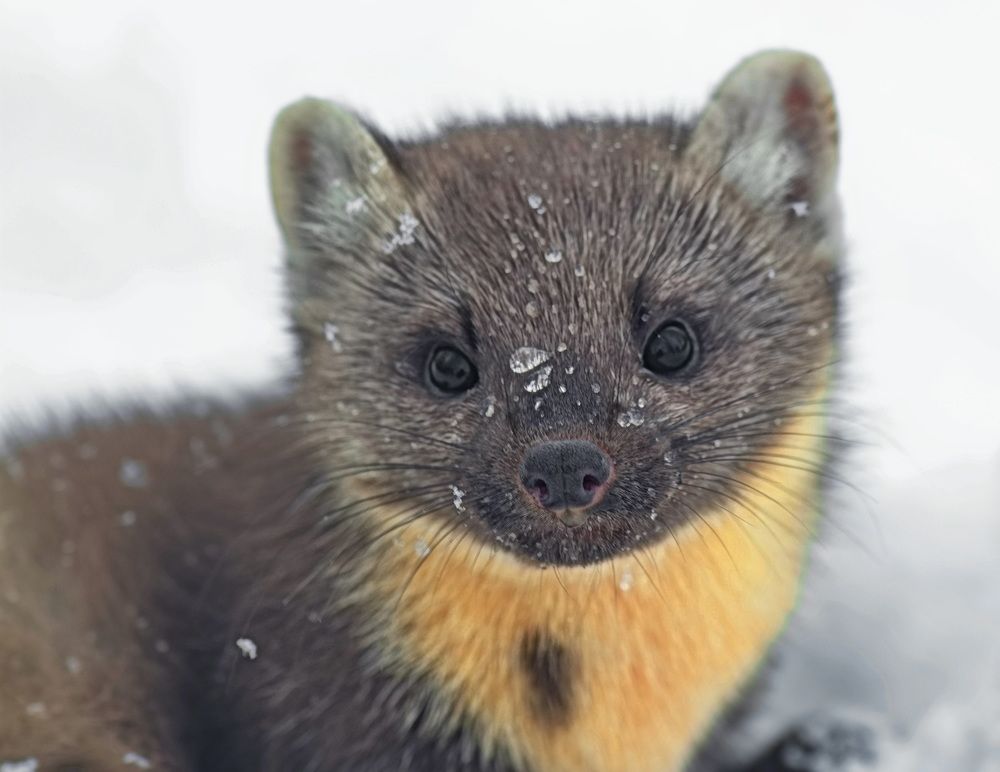 Photograph by Юрий Митенёв