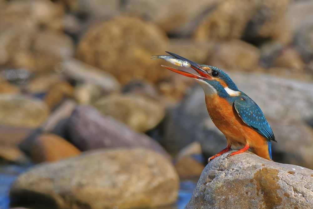 Common Kingfisher