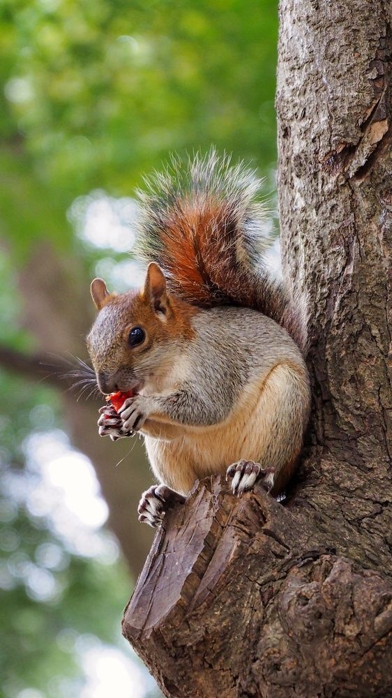 Photograph by Marcelo Luzzi