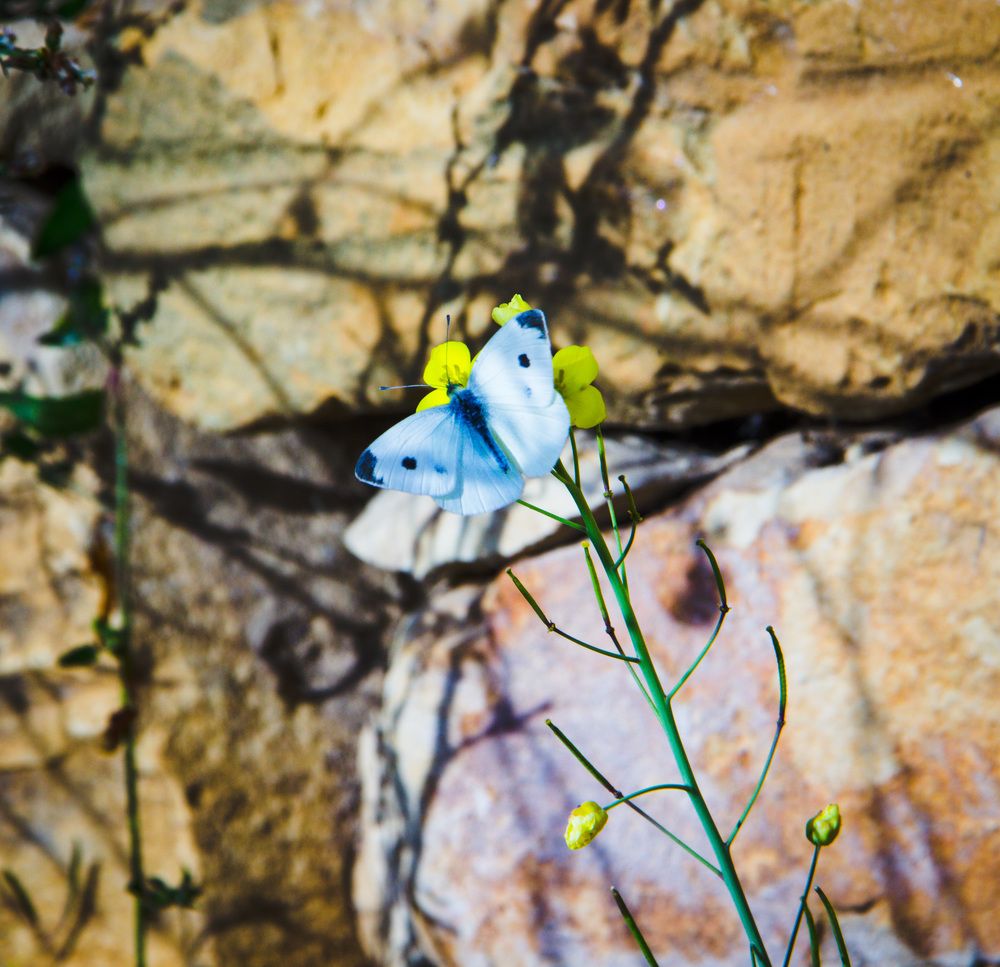 Photograph by Ernest Spiteri Gonzi