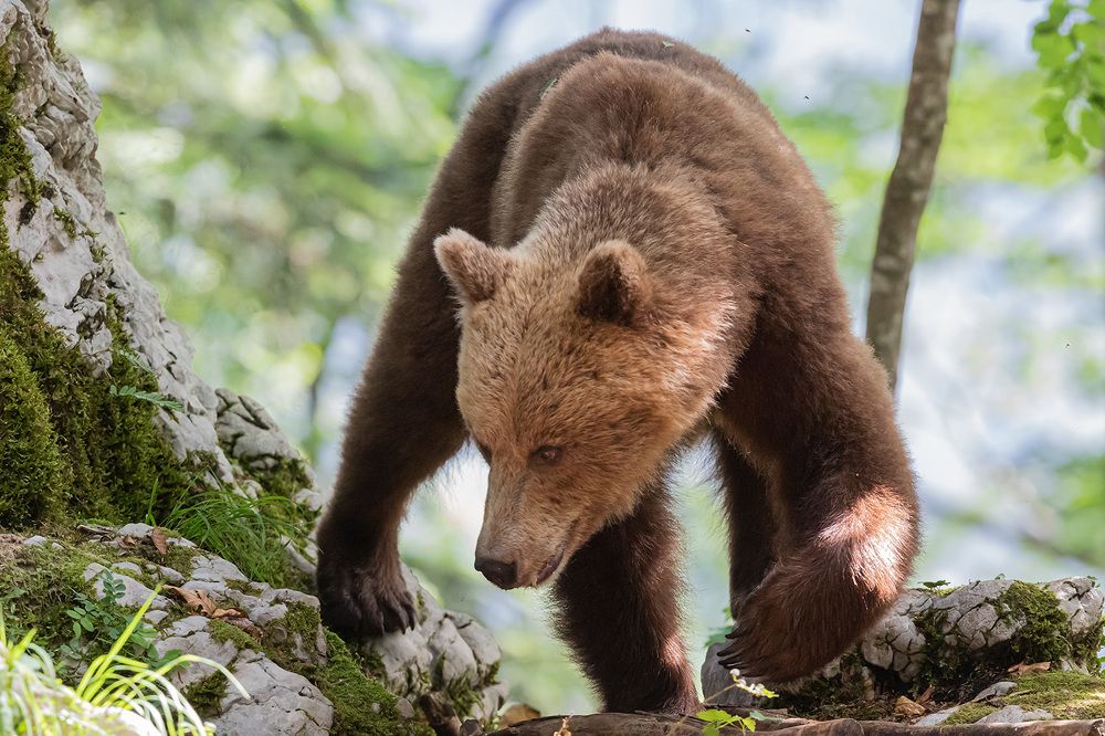 Brownbear in the slowenien forrest