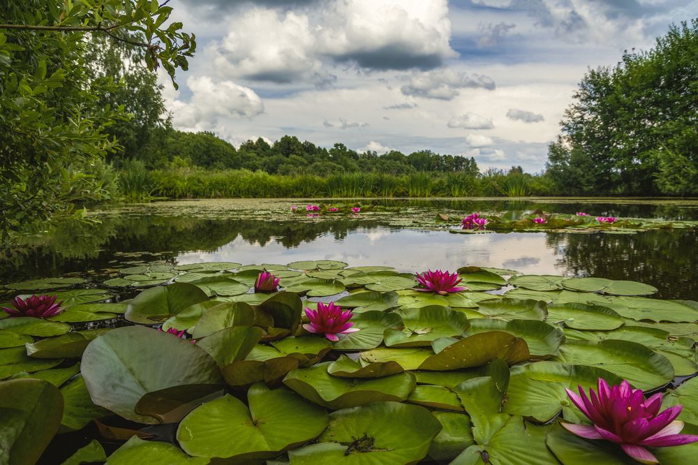 лесное озеро