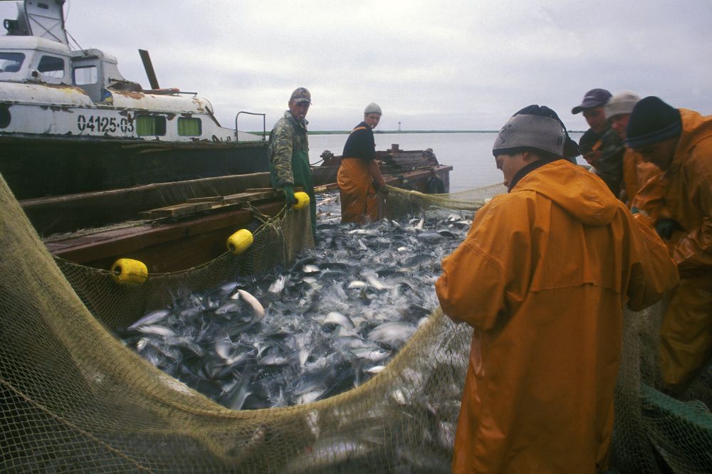 Лососевая путина на реке Большой. Камчатка
