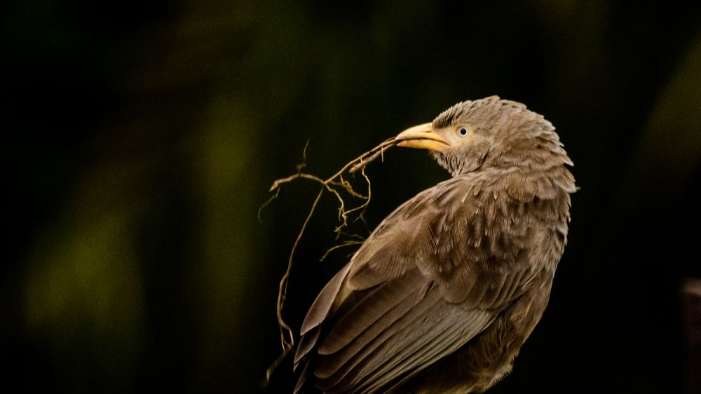 Photograph by Hashin Maharambage