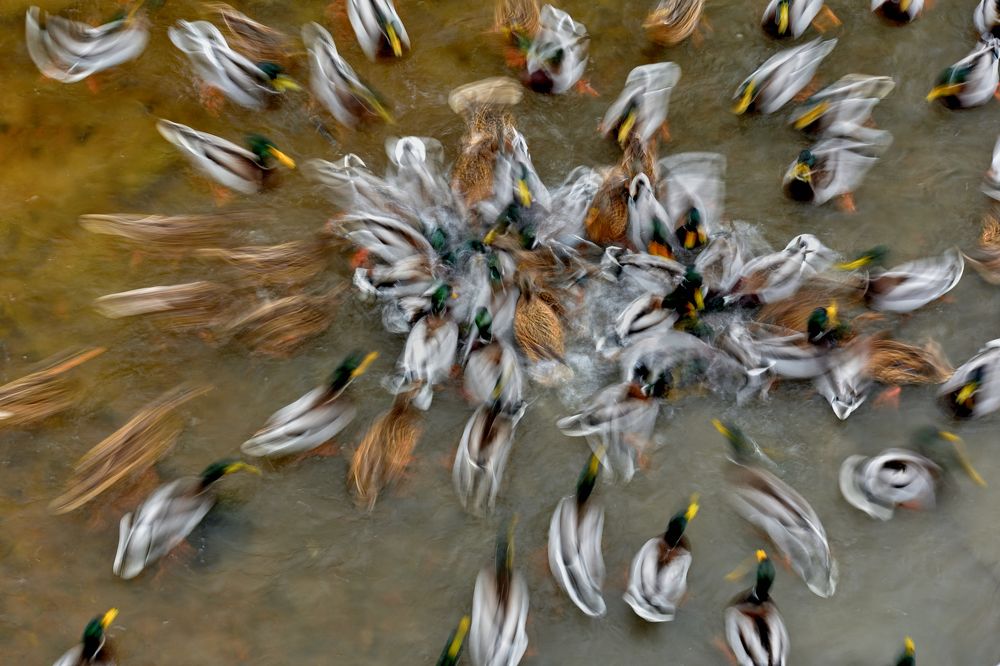 Цветы на воде