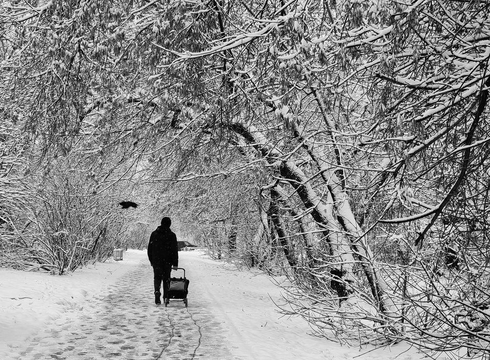 Городские джунгли