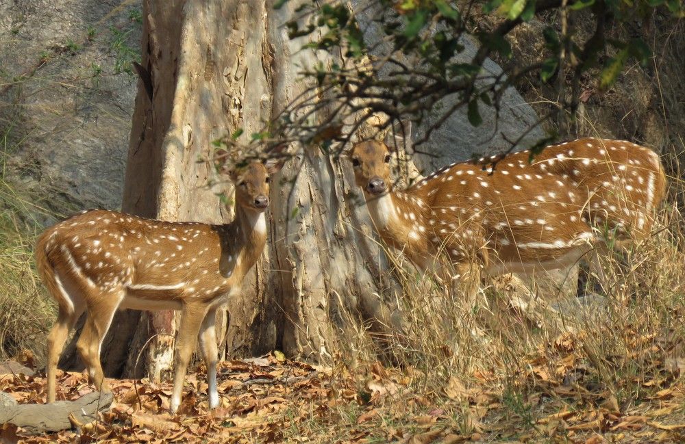 Photograph by ANISH BISWAS