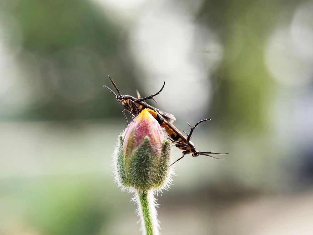 Mating Beauty In Bokeh World