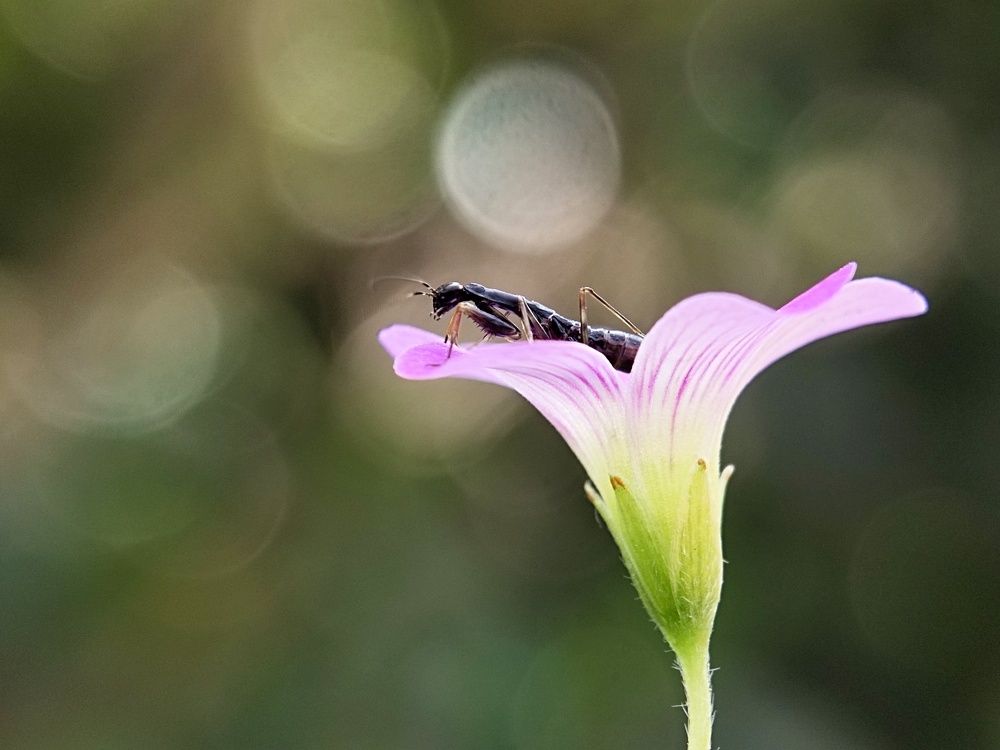 Little Beauty In The Bokeh World