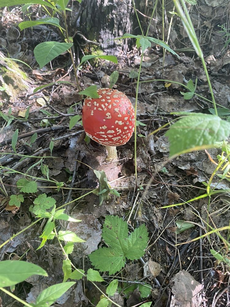 Photograph by Елена Мусина