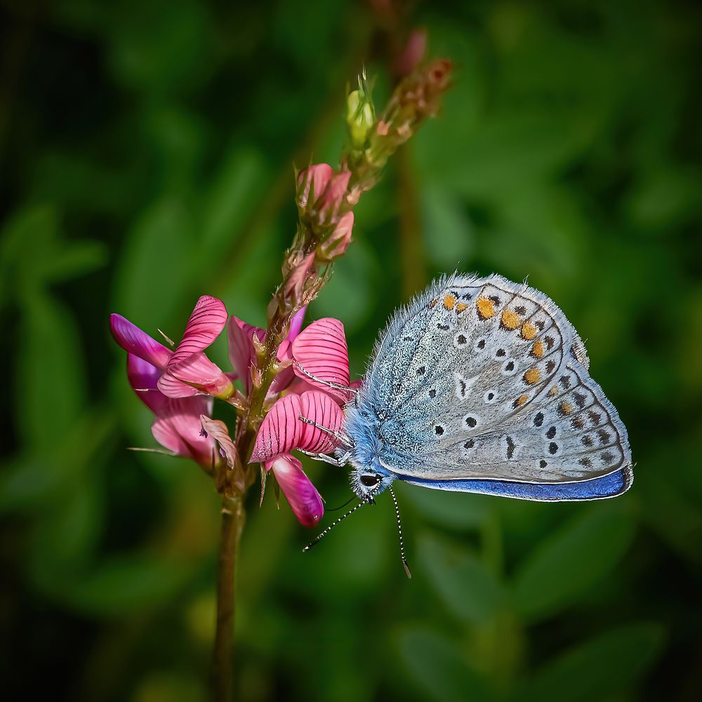 Photograph by Andrea Barlotti