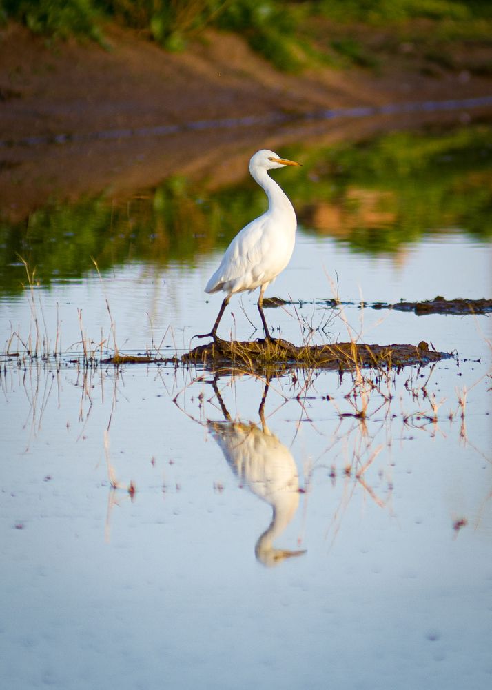 Photograph by Mohammed Elamine Belkhir