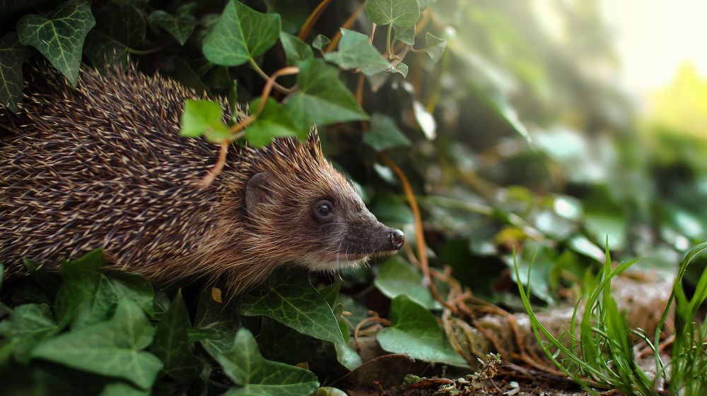 Вечерний Променад