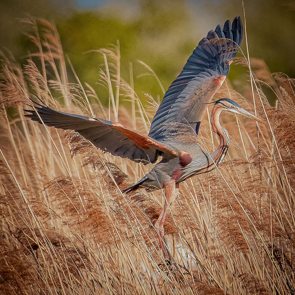 Photograph by Andrea Barlotti