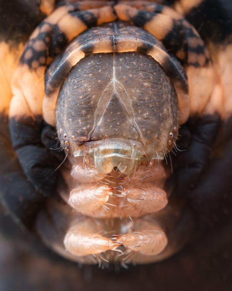 Photograph by Роман Фадеев