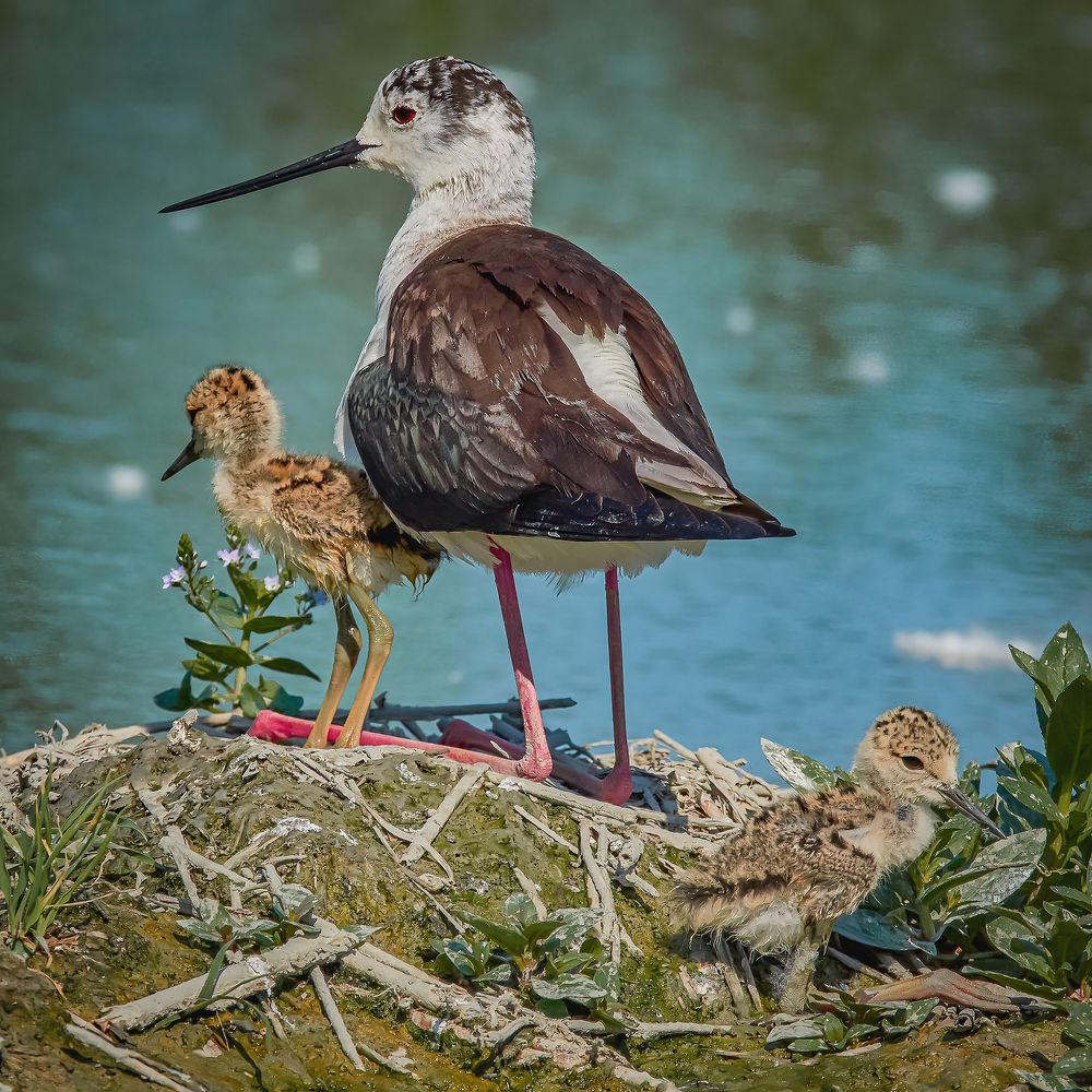 Photograph by Andrea Barlotti