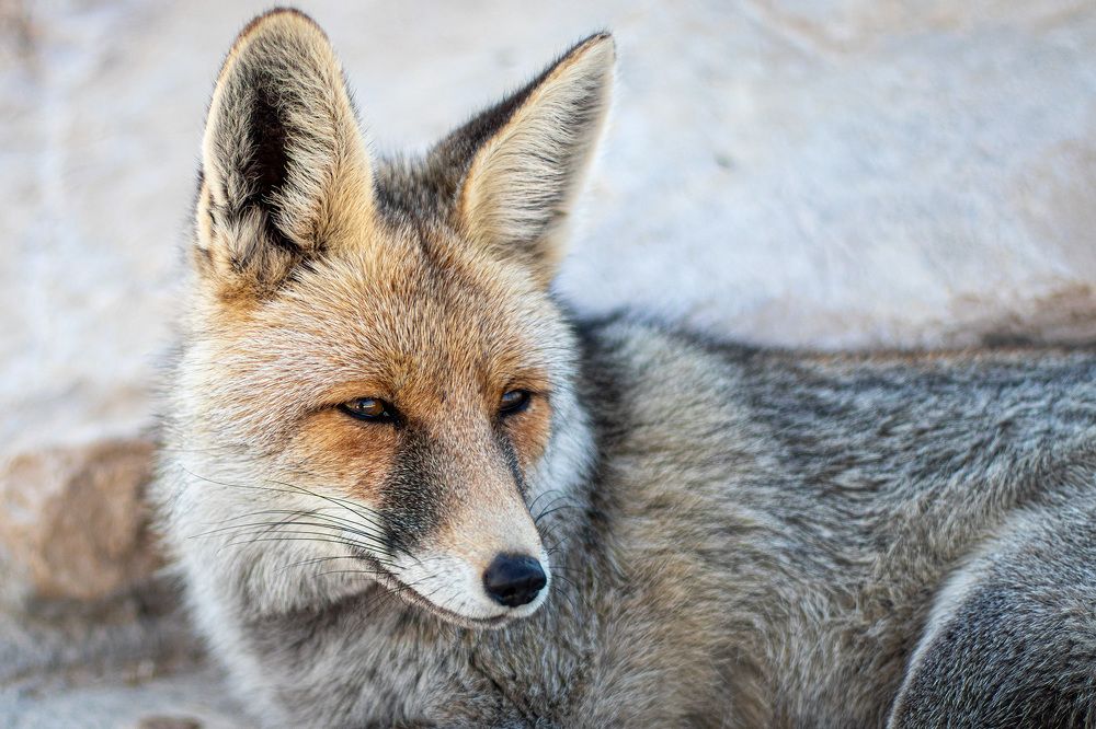 Photograph by sadegh alavi