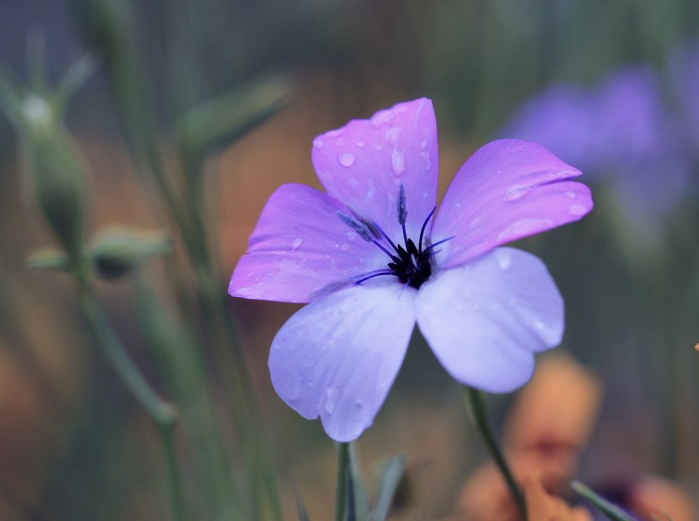 Photograph by Леунина Людмила