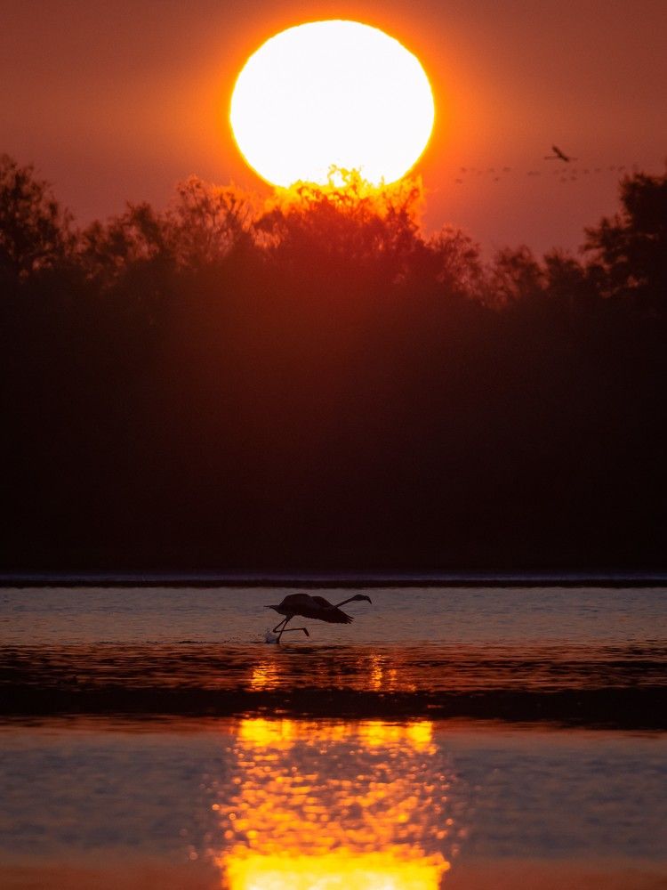 Phoenicopterus roseus (Fenicottero rosa)