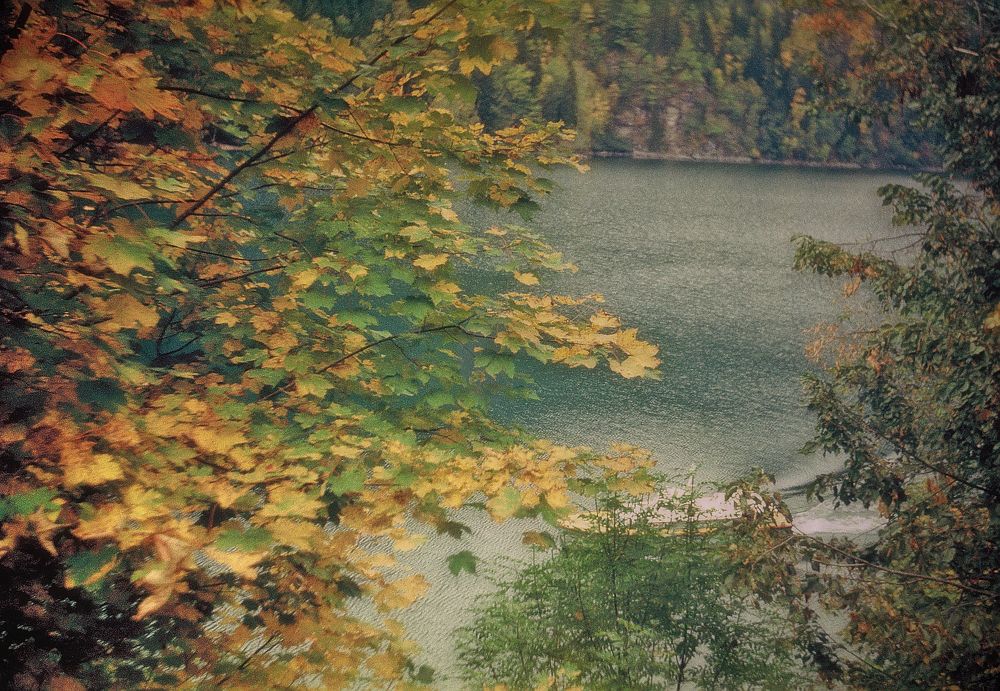 Рица 1990 год