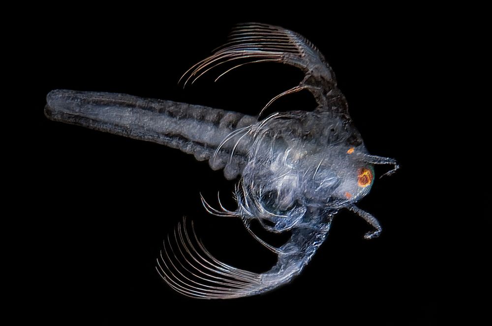 Науплия артемии