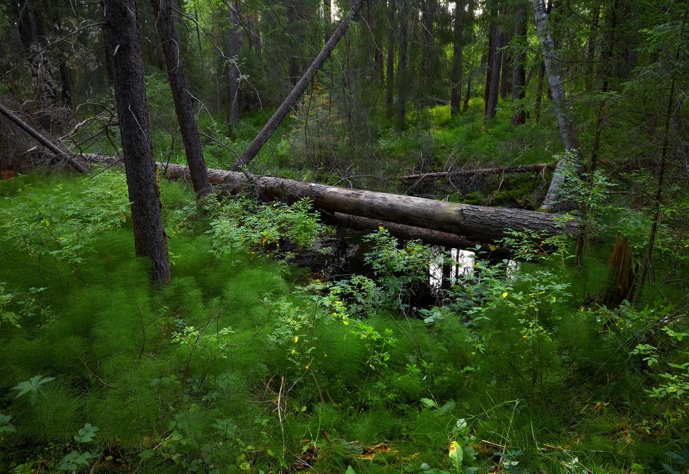 В краю комарином.