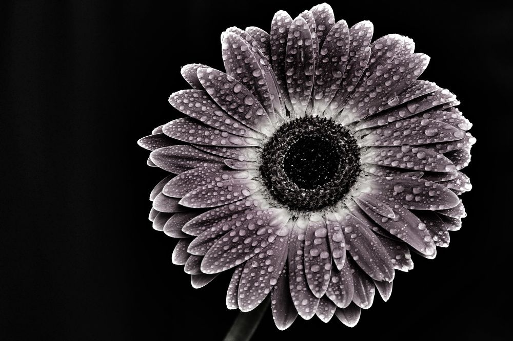 Photograph by Ольга Метлицкая