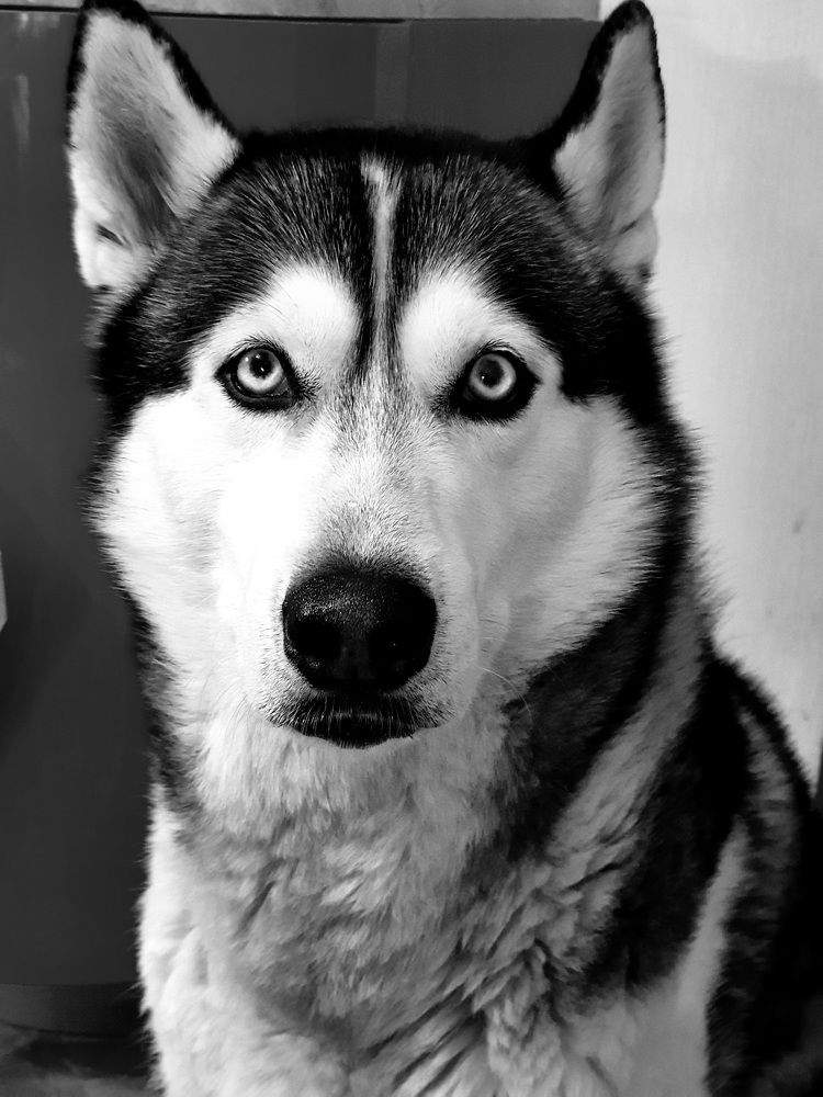 Мобильная фотография:черно-белое