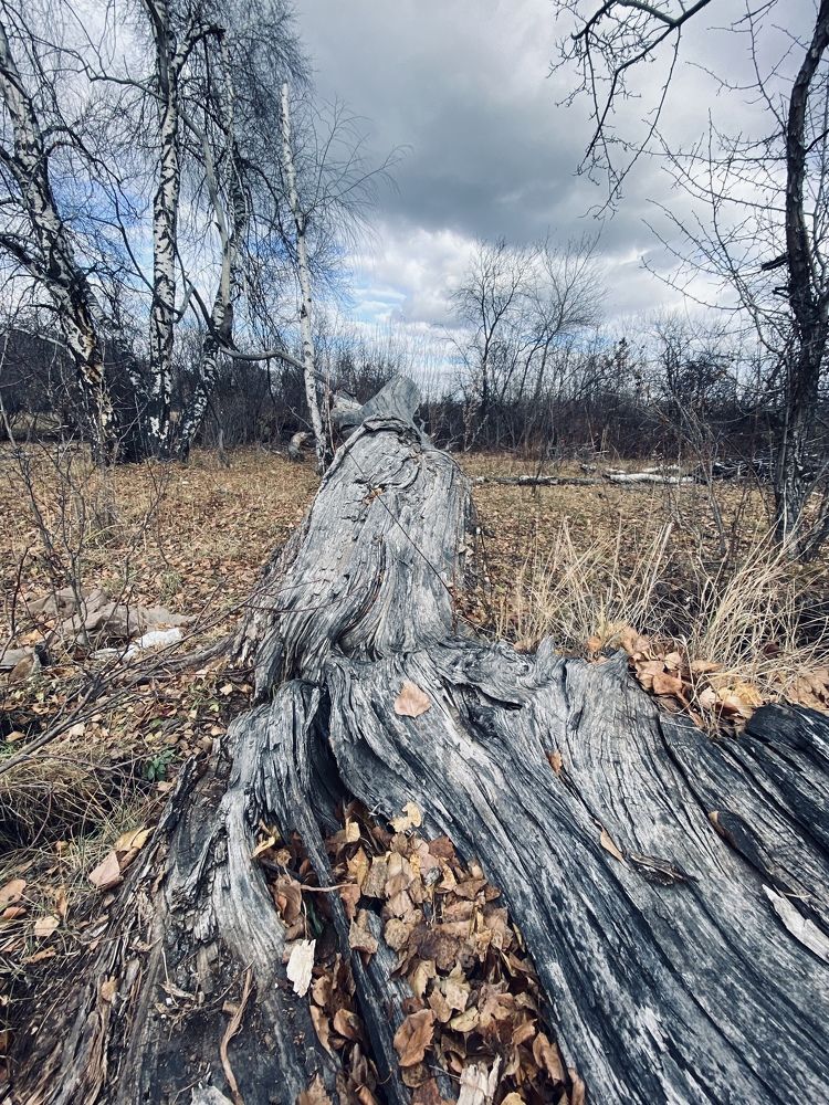 Безмолвие в краю берёз..