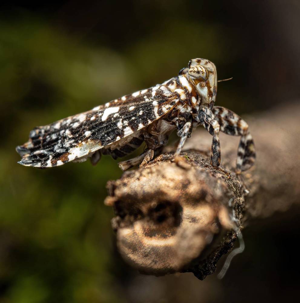 Balck n White Plant Hopper