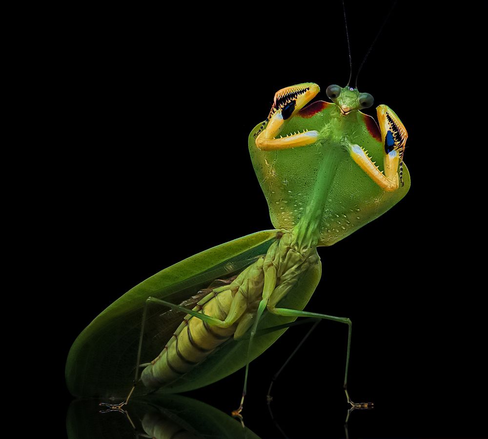 Tropical Shield Mantis - Choeradodis Stalii (Sp Peru)
