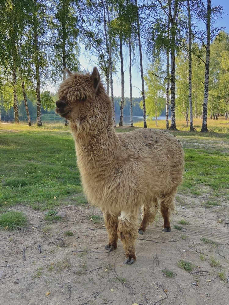 Photograph by Ирина Серегина