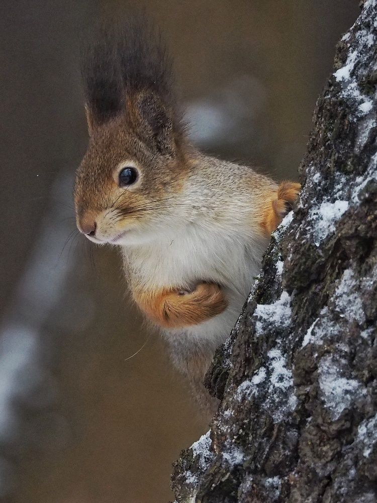 Photograph by Синицына Елена