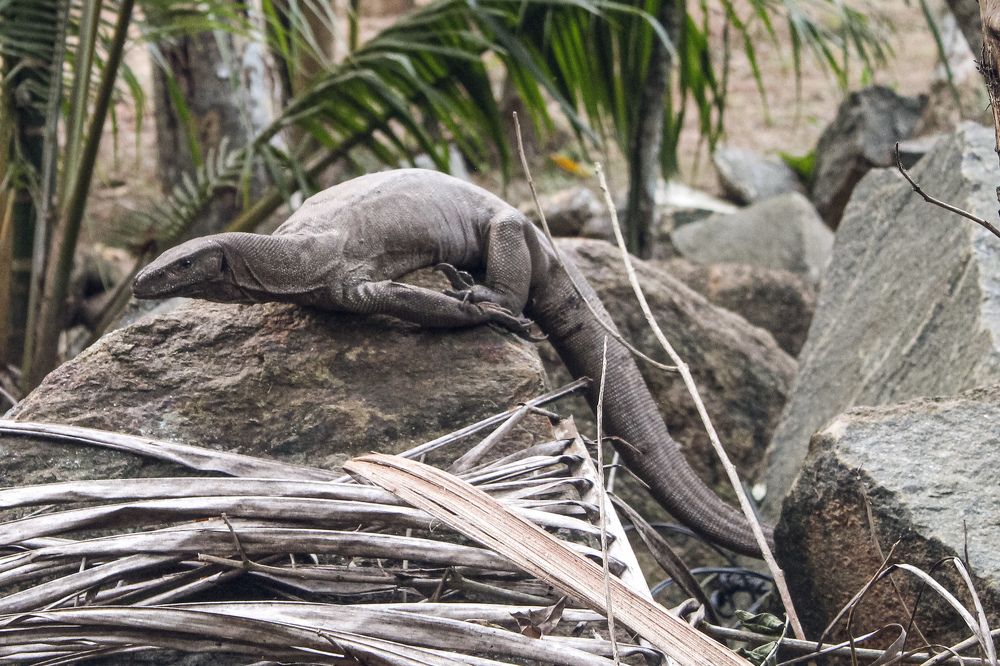 Варан на камне