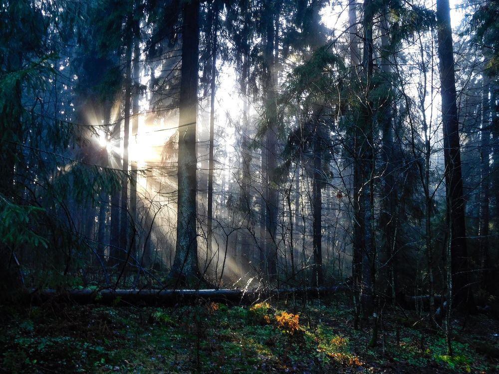 Фотография автора Вероника