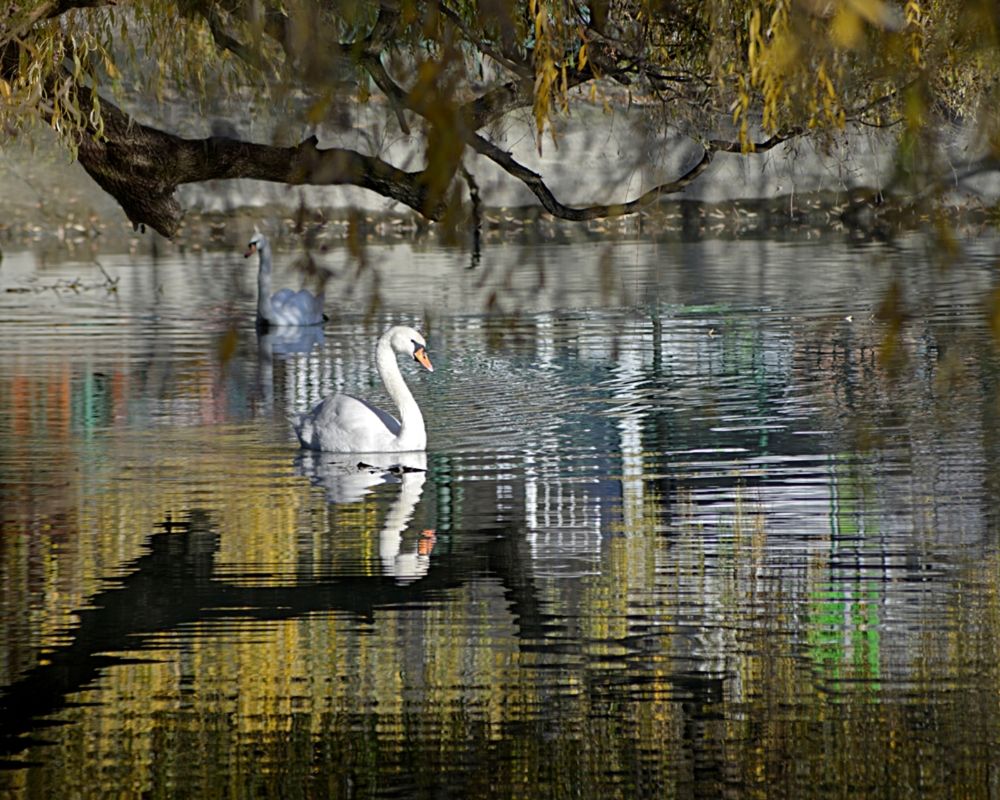 Белый лебедь