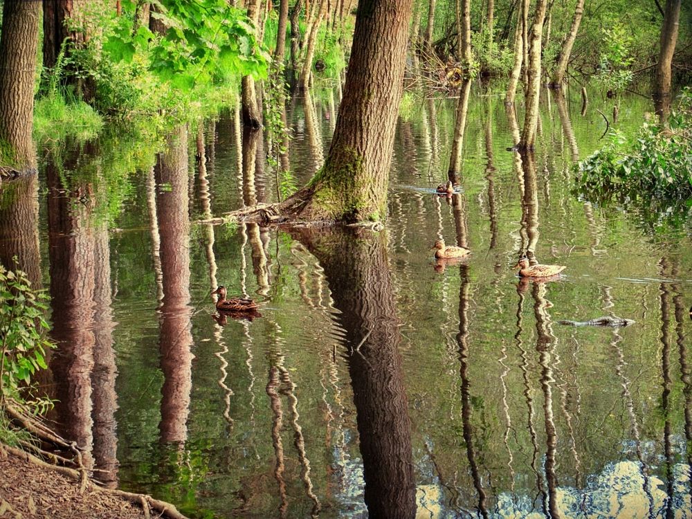 Почти джунгли