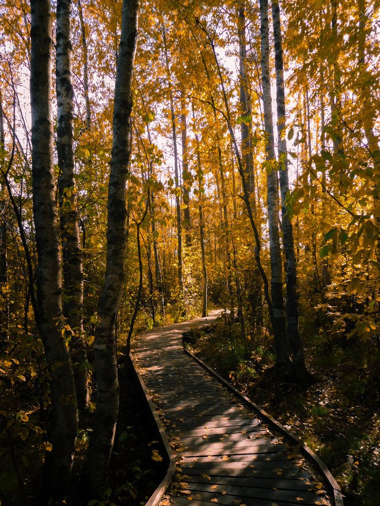 Фотография автора Вероника