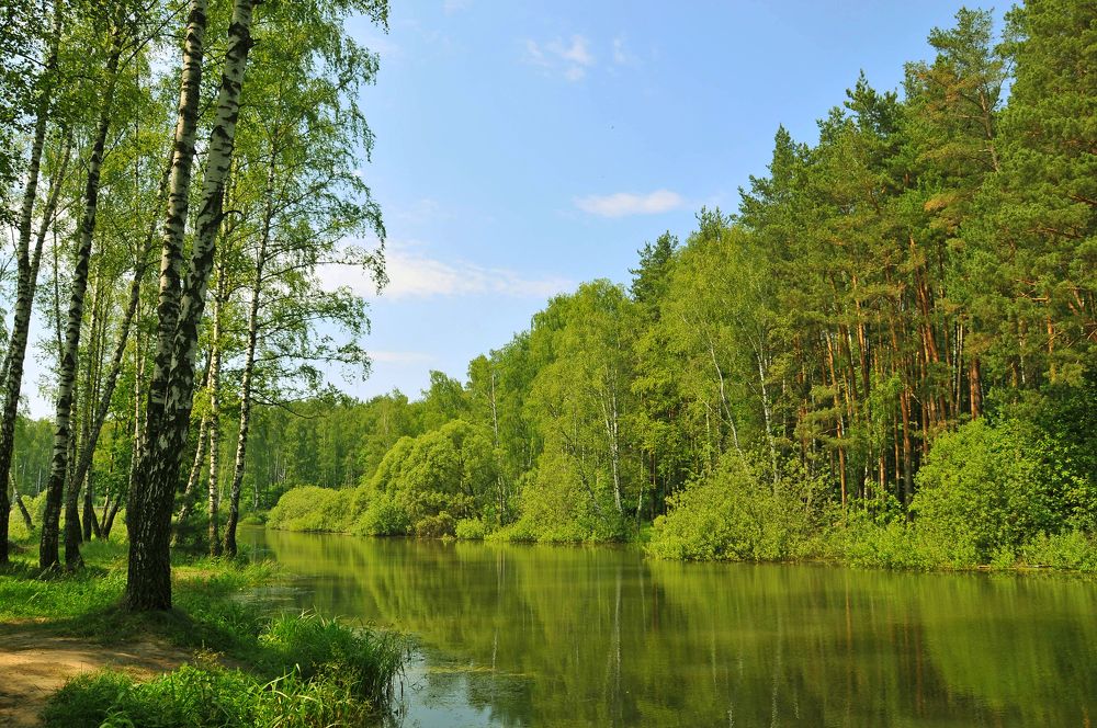 Лесное озеро