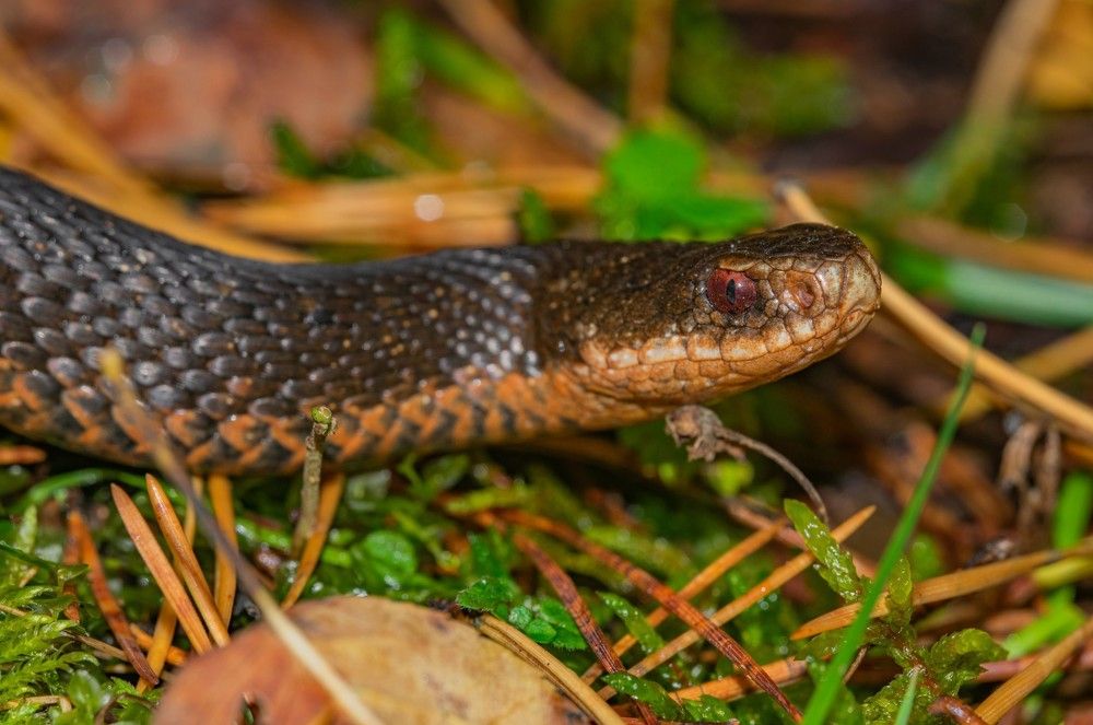 Photograph by Овечкин Павел