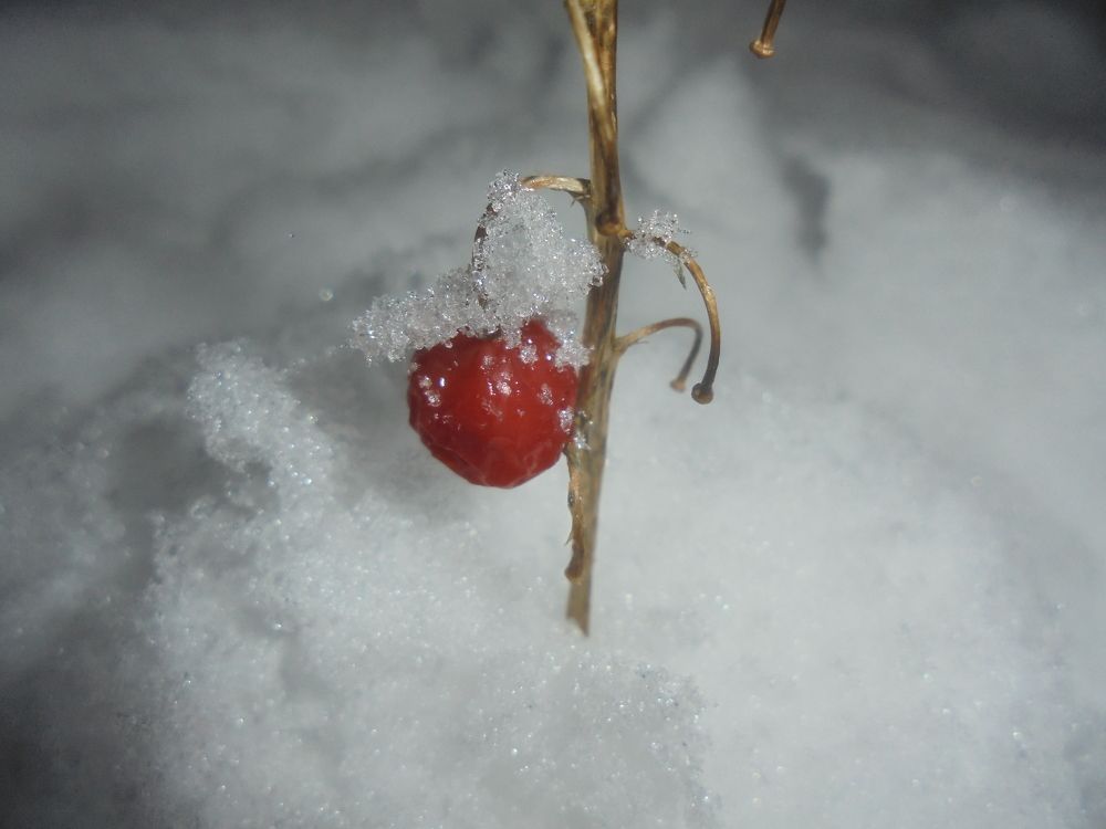 Сон ландыша.