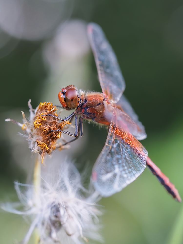 Летнее мгновение