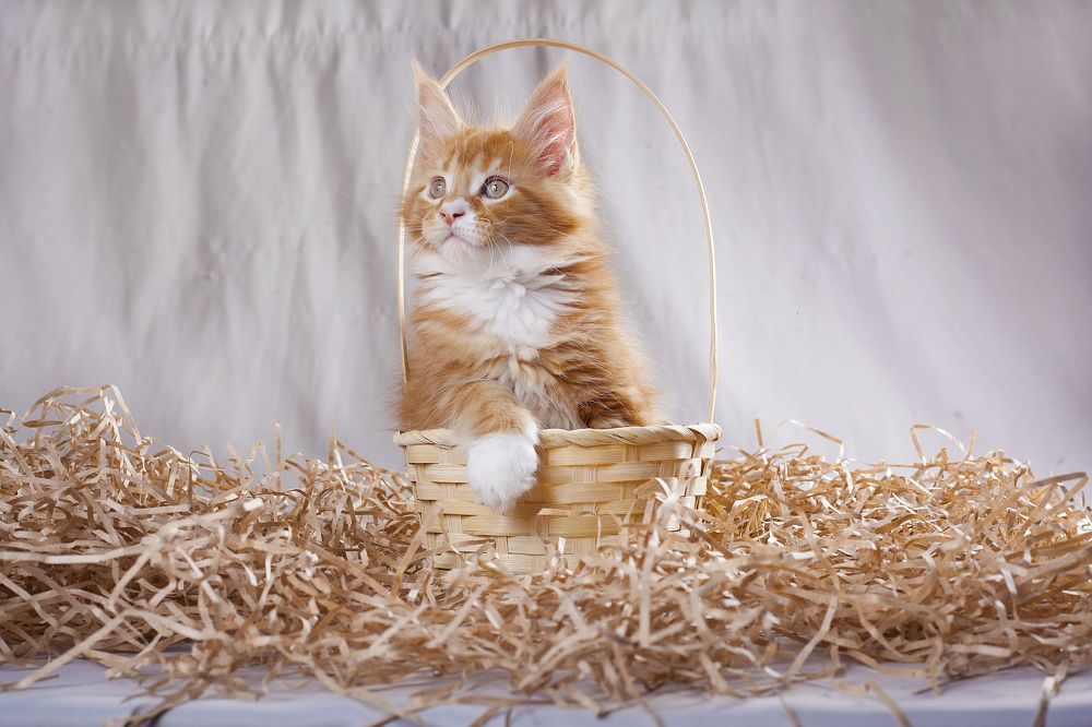 Photograph by Ирина Мамонова