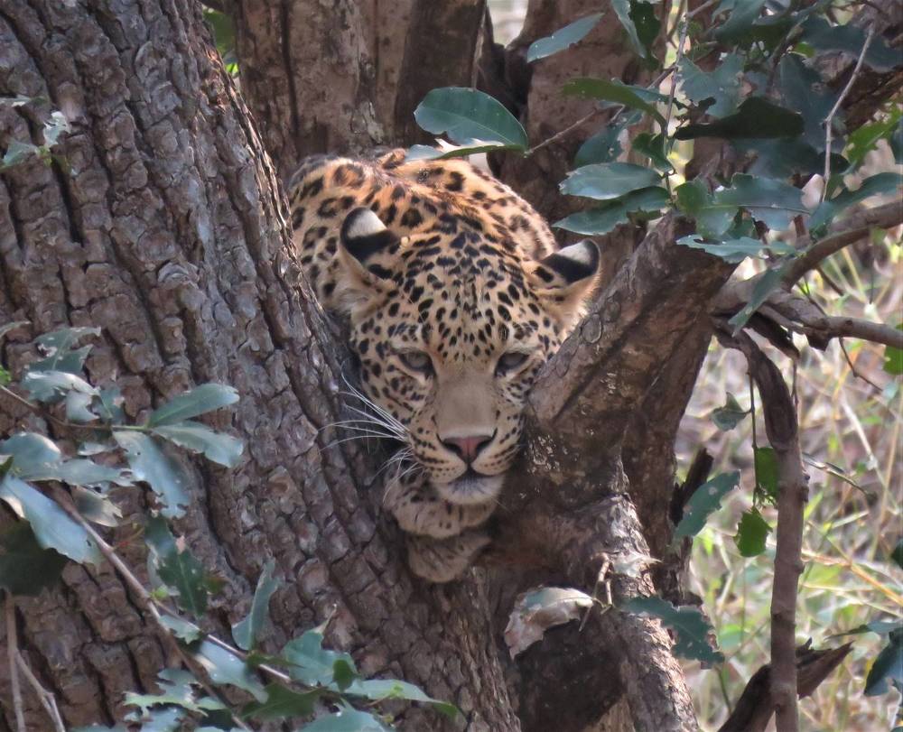 Close encounter with a leopard