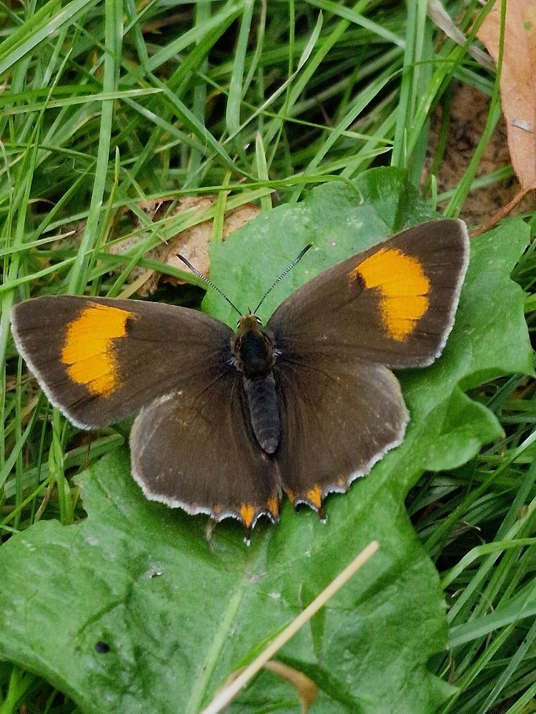 Берёзовый зефир