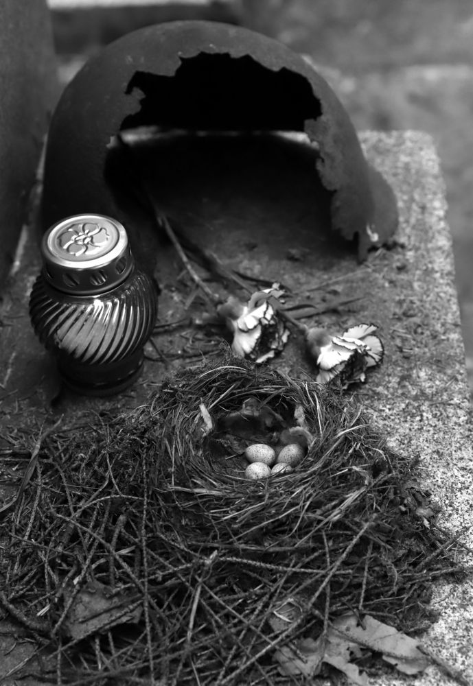 Photograph by елена