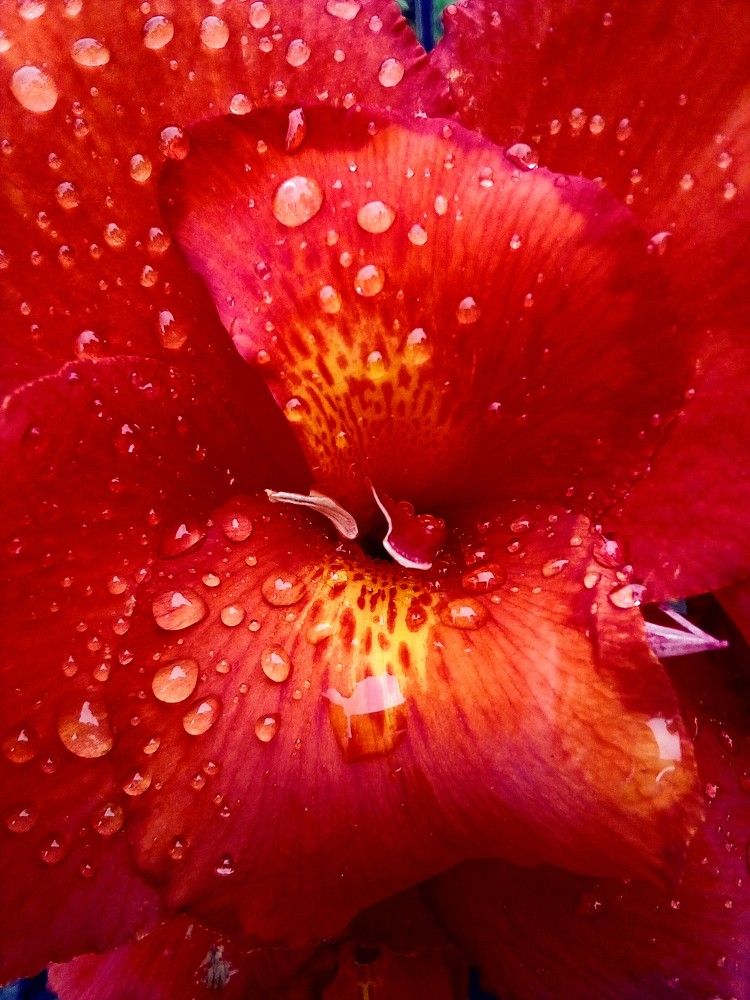 The Love of flowers ?