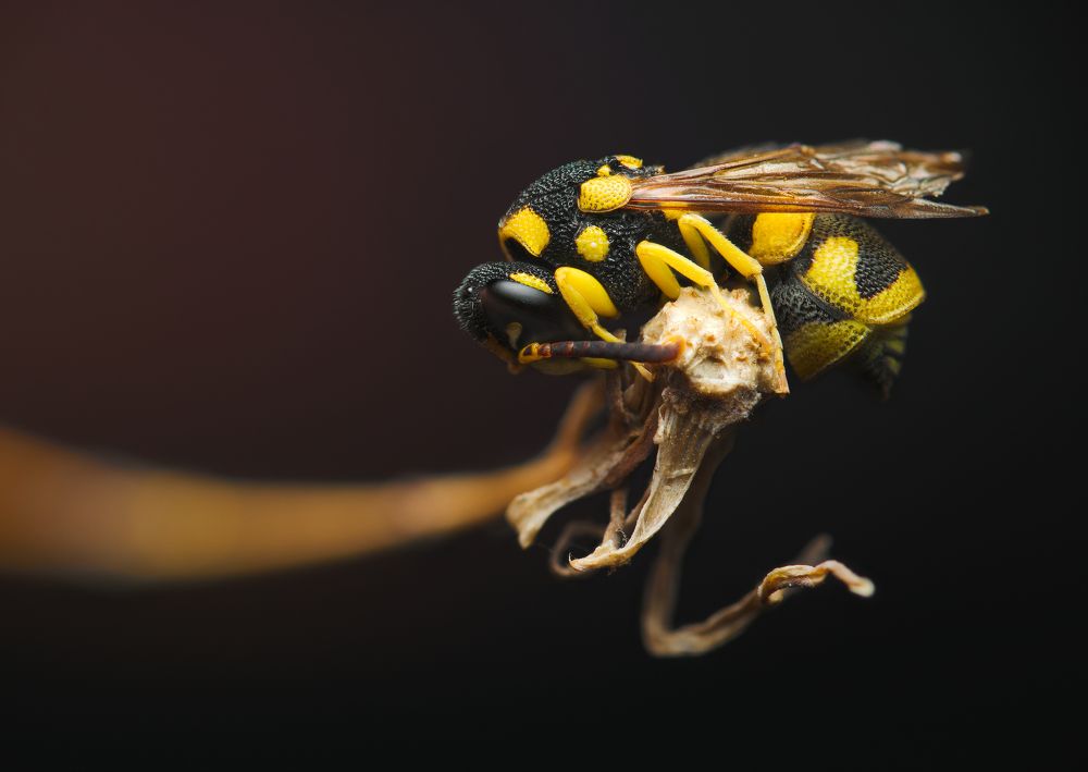 Фотография автора Panagiotis Dalagiorgos