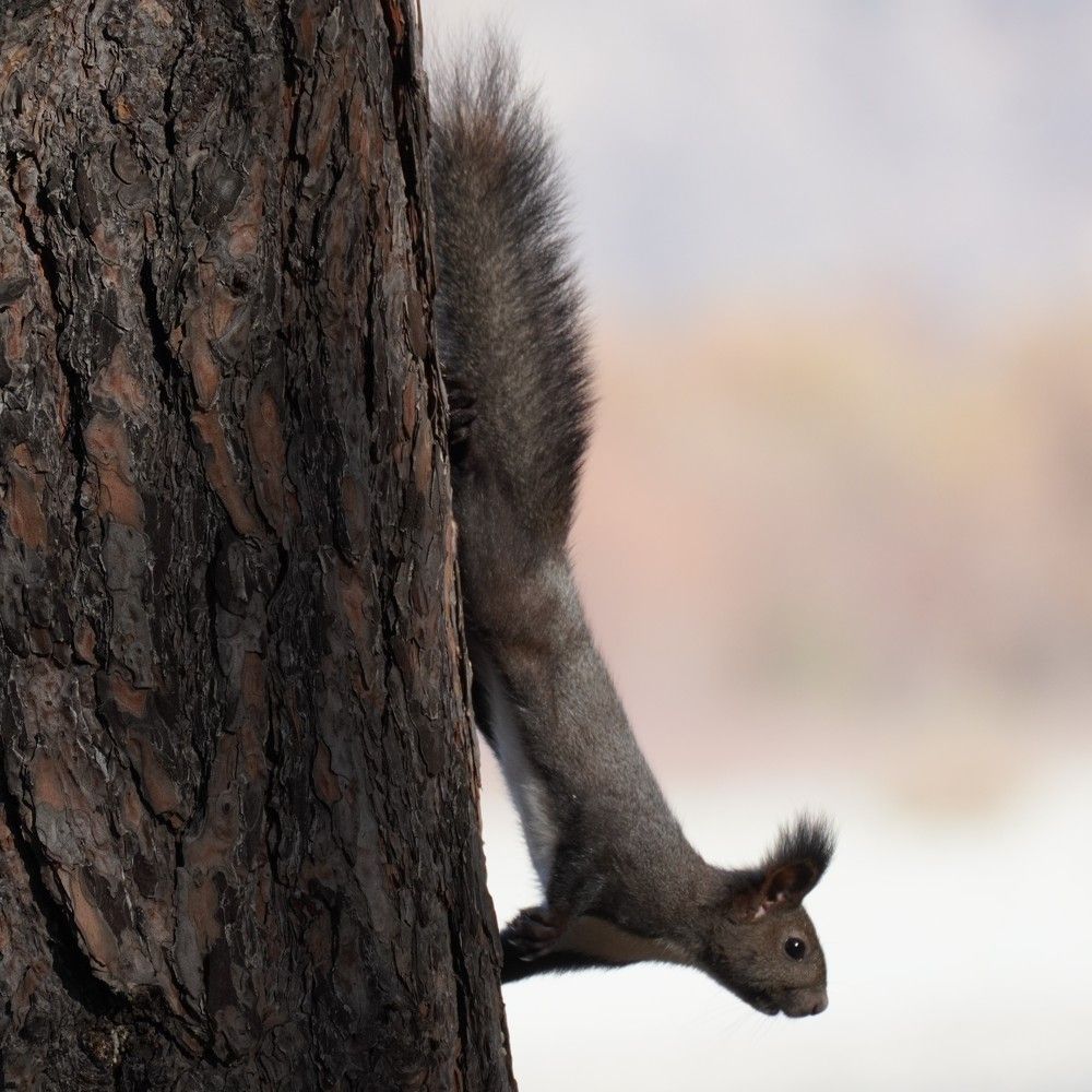 Photograph by Дарья Ринас