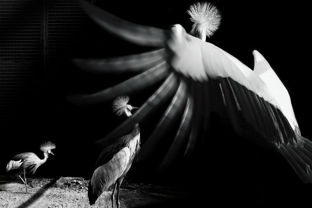 Фотография автора Nugroho Irianto